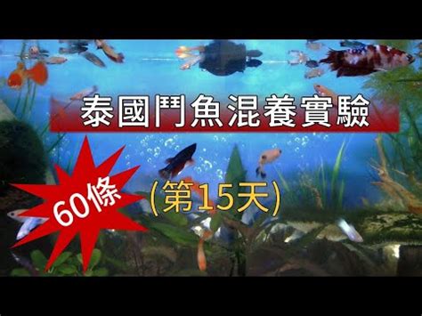 魚打架